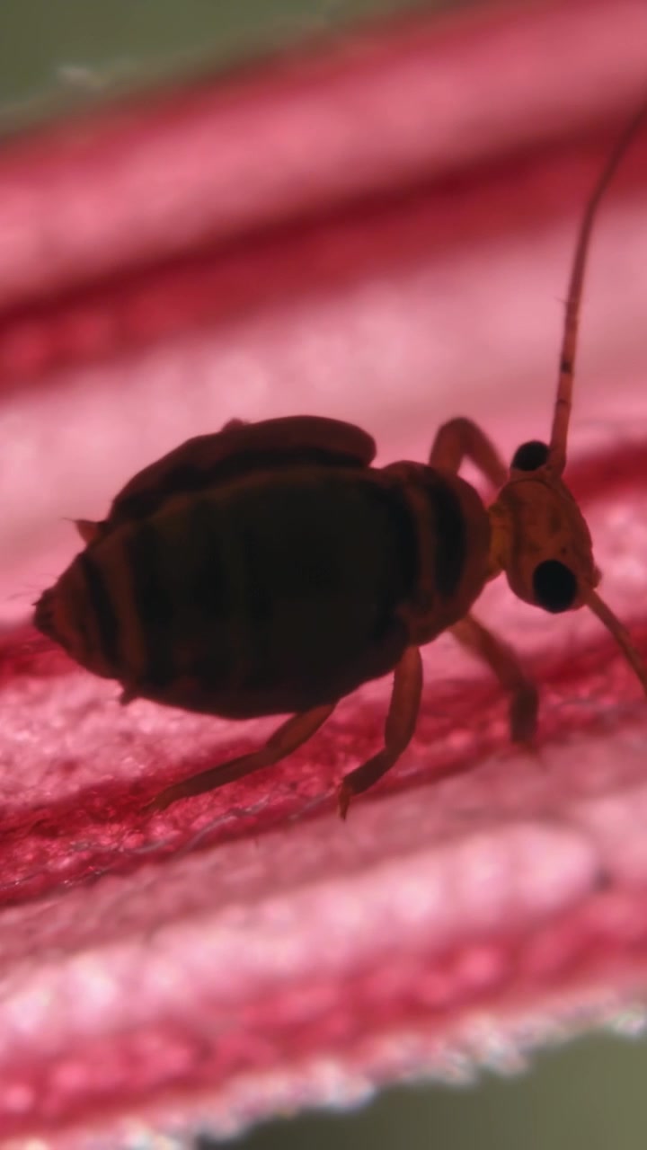 Vertical video: Crawling small insect sensing ridge with antennae, exploring fibers on pink fabric
