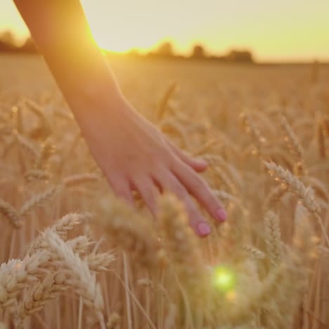 female hand over spikelets of bright yellow wheat