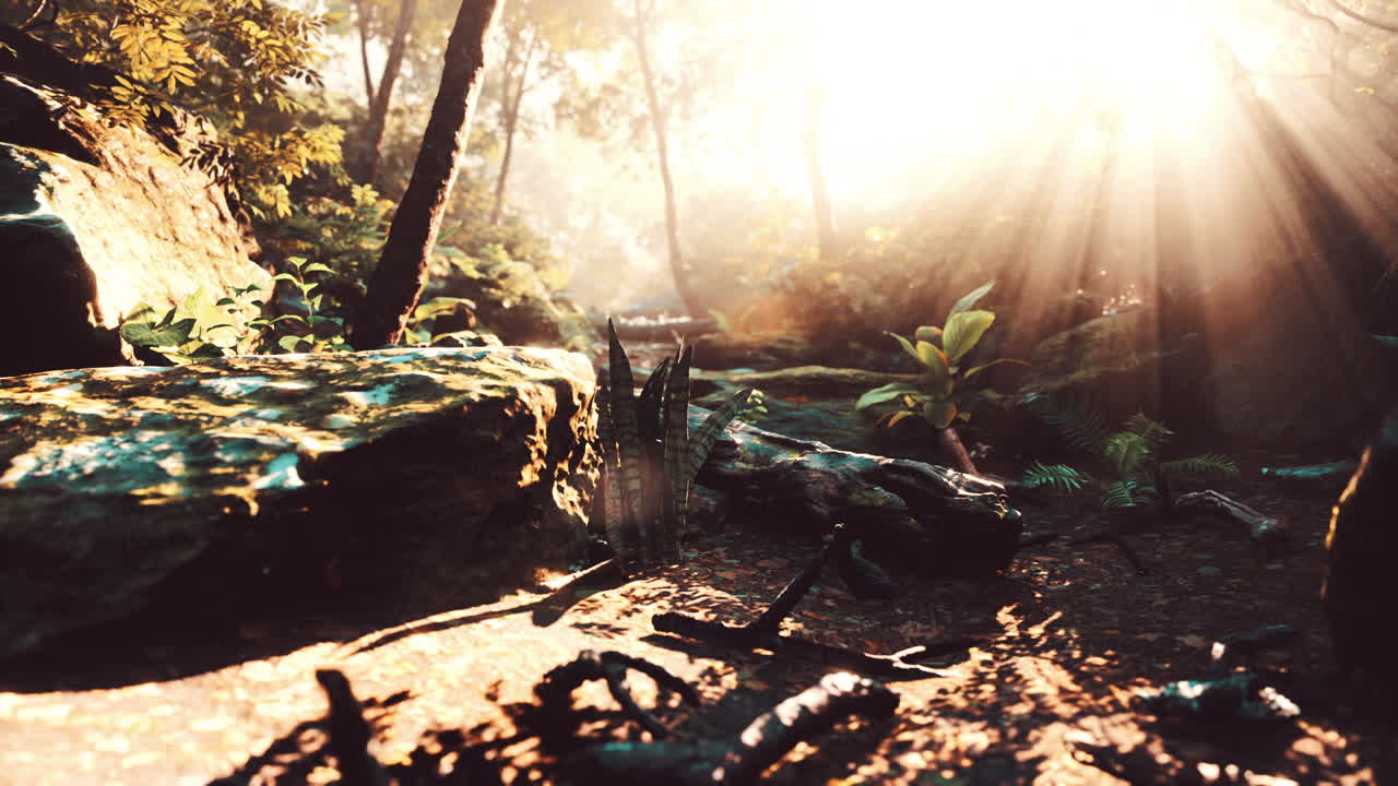 안개 가 가득 한 열대 숲 을 고 있는 빛