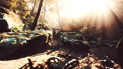 sunlight peeking through foggy tropical forest