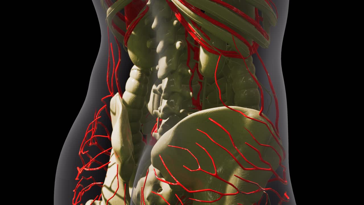 ciencia anatomía de los vasos sanguíneos humanos