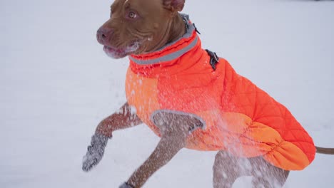 slow motion of pitbull dog in winter jacket catching and eating snow