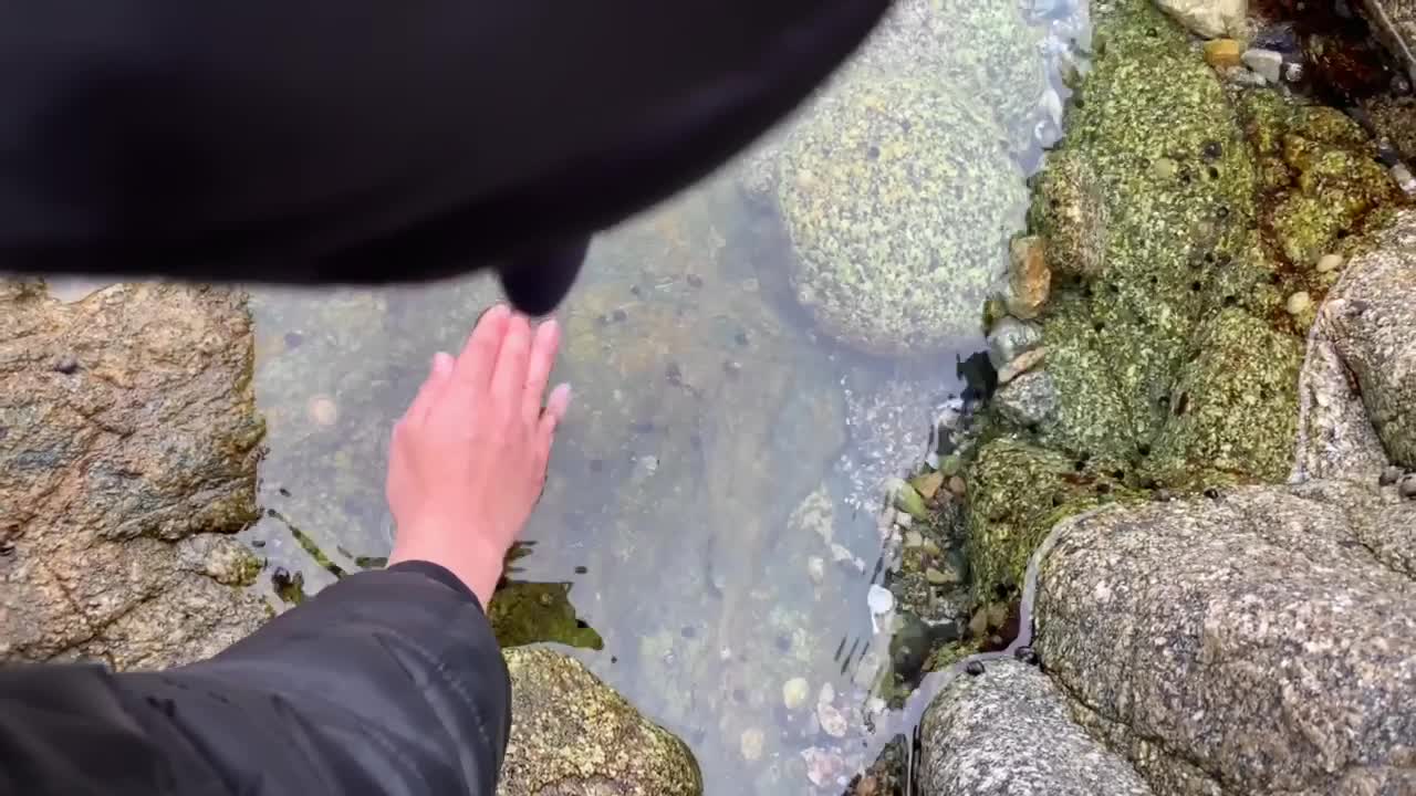 바다 조수 웅덩이를 탐험하는 어린이