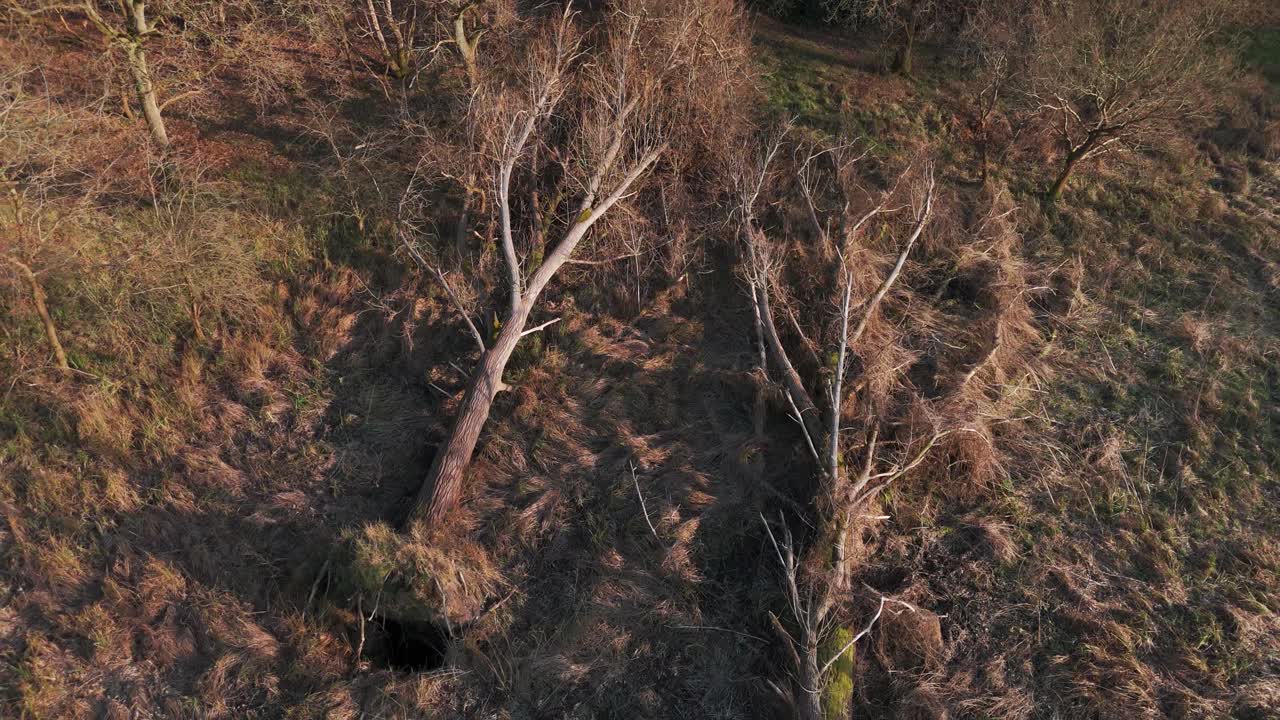 Barren trees in the woods of Norfolk, near the Great Ouse River, reflecting autumn colors