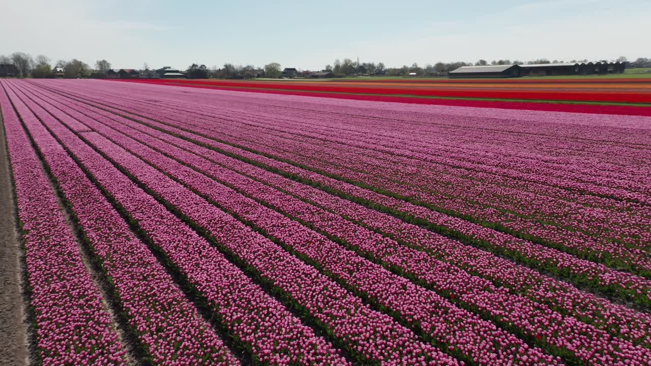 hileras de flores rosadas en un gran campo de tulipanes en los países bajos