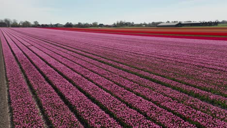 jib down of rows of pink flowers in a large tulip field in the netherlands