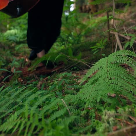 Legs of a woman and musical instrument outdoors. Bare feet of a female walking in the green woods. Woman holds red cello while walking in forest. Close-up.