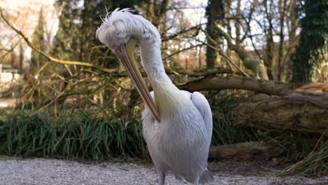 pelican cleaning himself in super slow motion