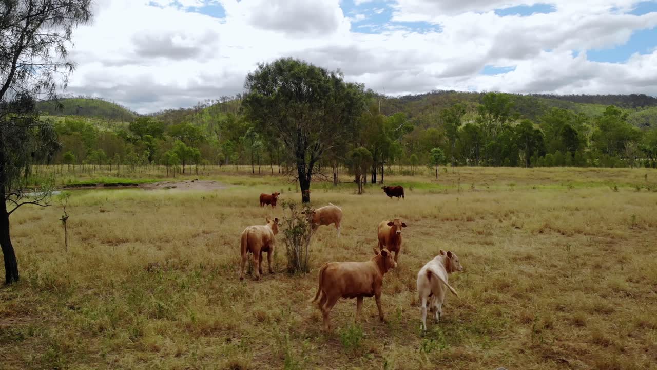 Vista aérea de drone de vacas pastando em prados australianos - filmagem de drone com rastreamento