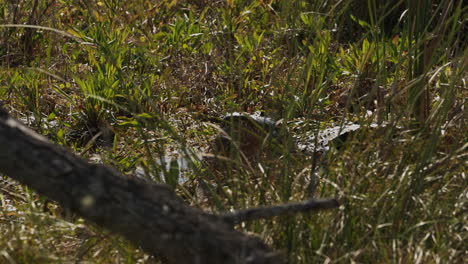 a large alligator chewing on it's prey while laying in a swamp