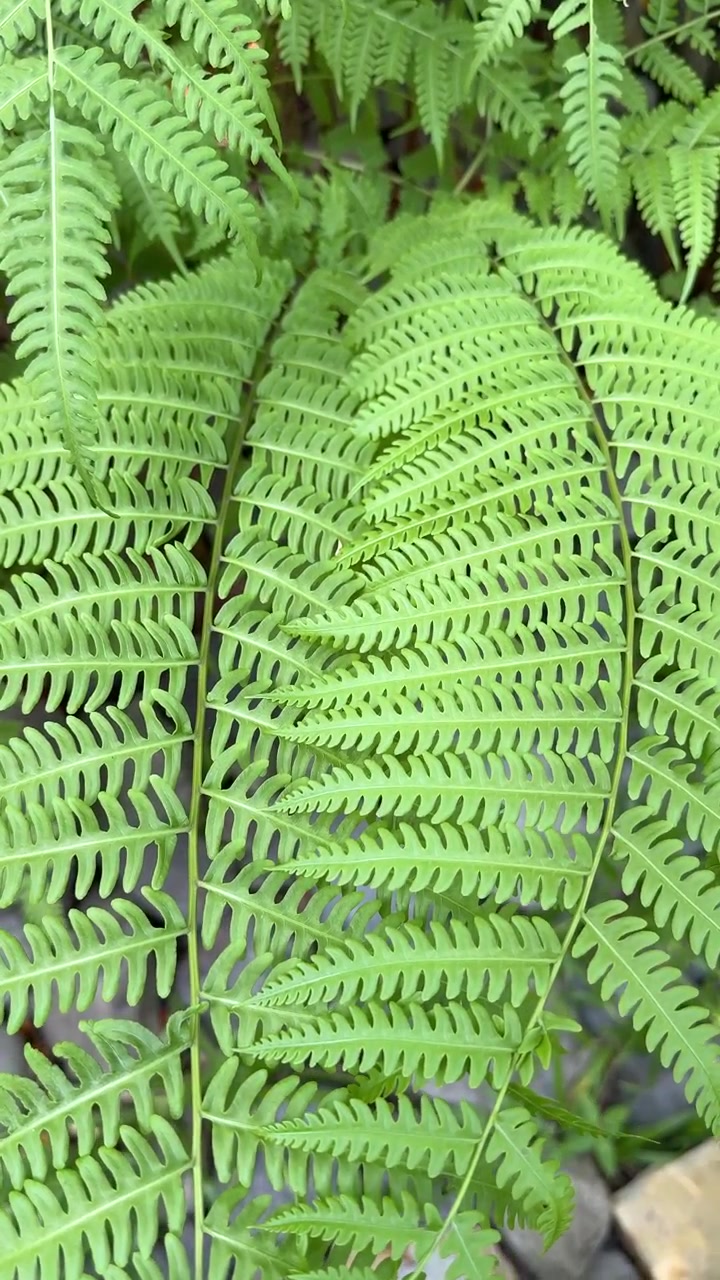 Close-up of Vibrant Green Fern Leaves Swaying Gently