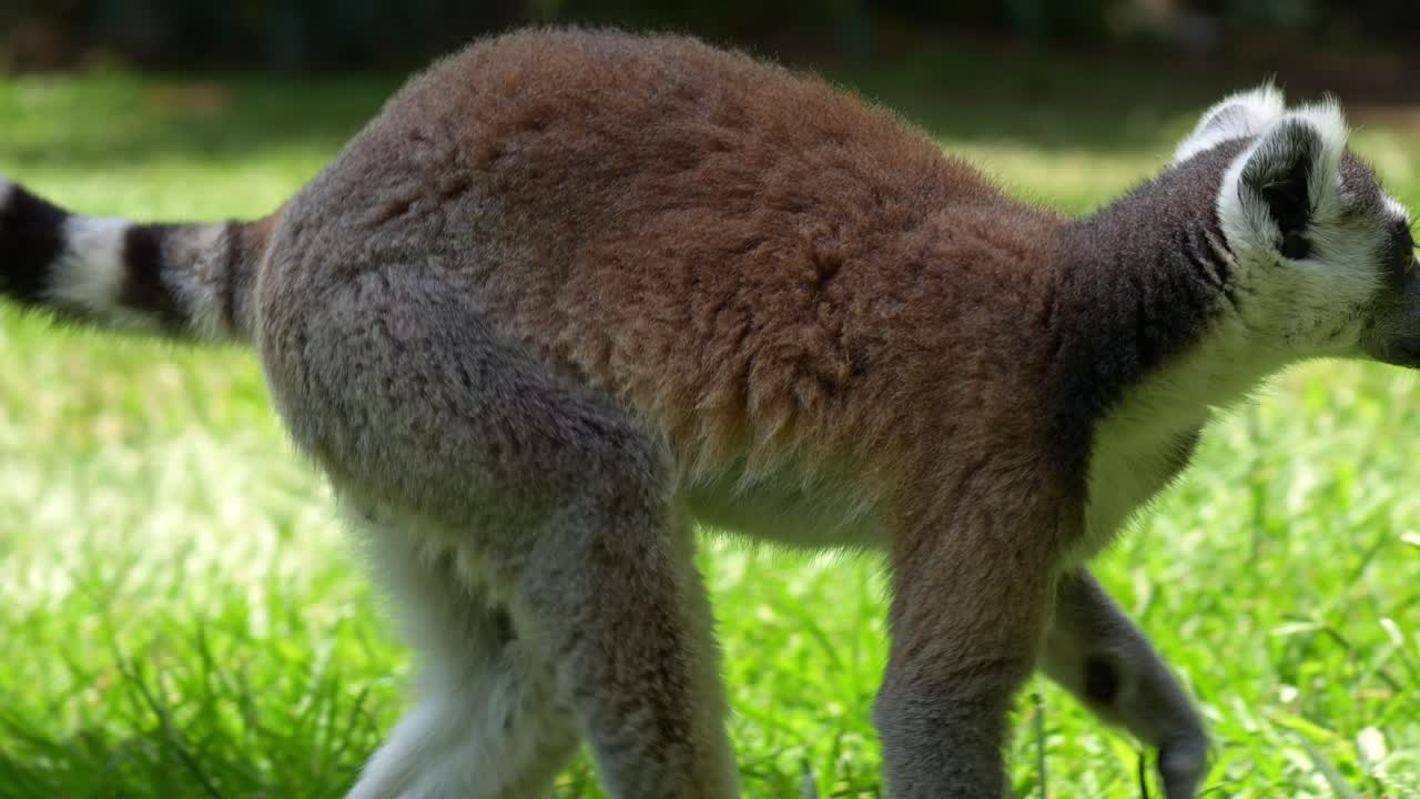 Un lemure catta (Lemur catta) con una lunga coda cammina lentamente sul terreno erboso verso la zona ombreggiata, scatto ravvicinato