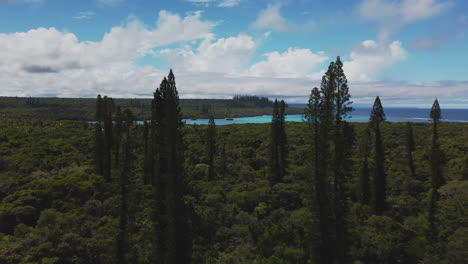 bosque de pinos columnares en isla de pinos, nueva caledonia, vista aérea 4k