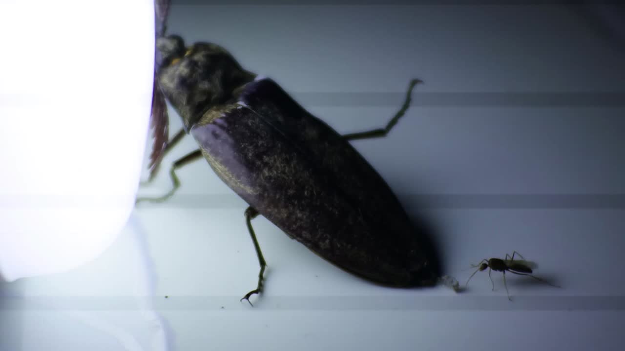 escarabajo cetonia aurata negro tirado en el suelo con una pequeña luz