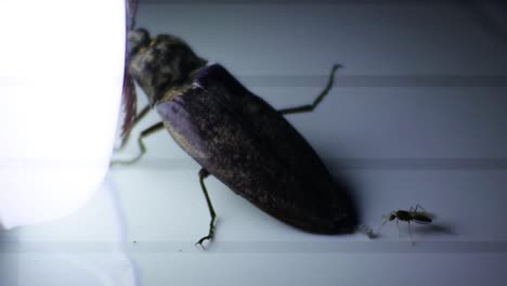 black cetonia aurata beetle lying on the floor with small light