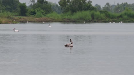 seen moving towards the right while others are seen from a distance also foraging, spot-billed pelican pelecanus philippensis, thailand