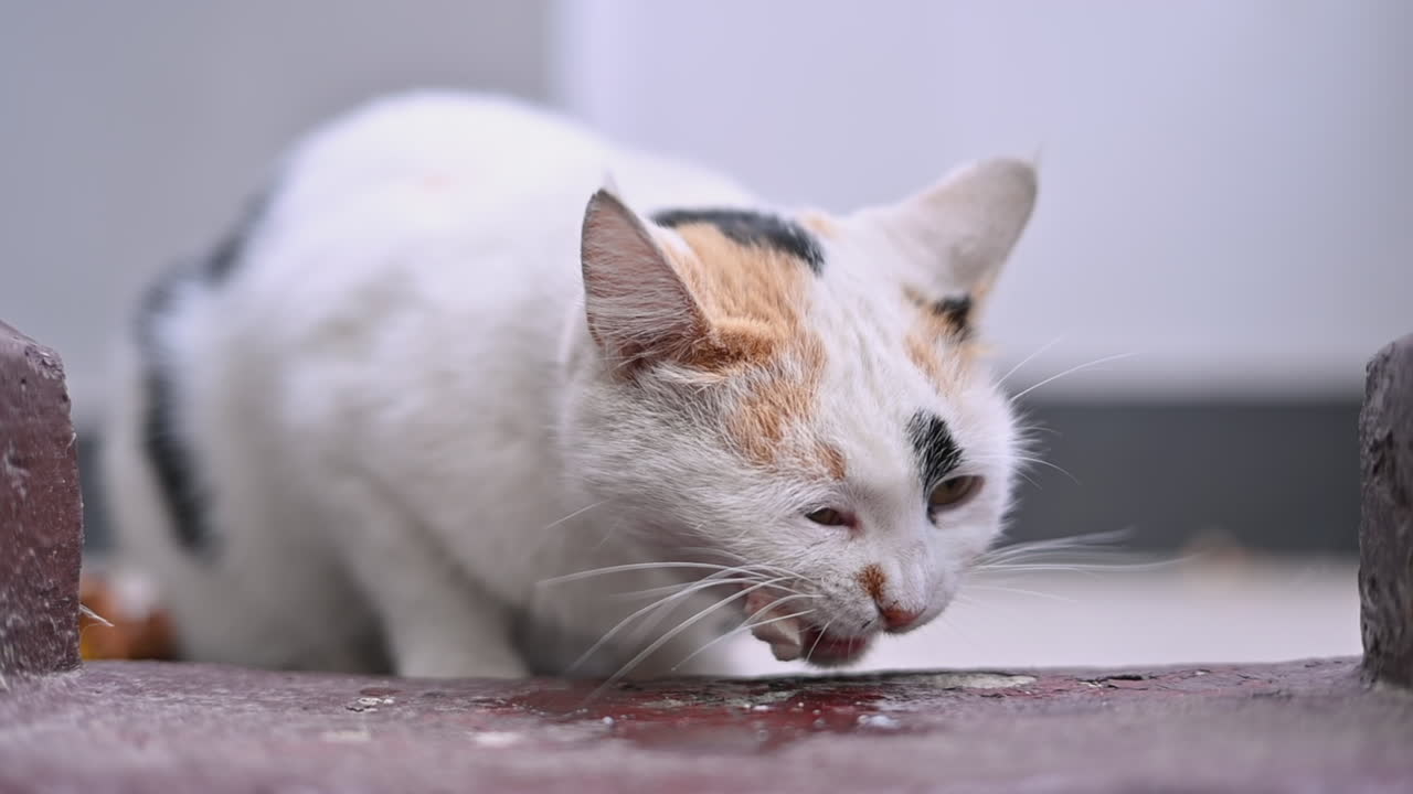White cat with orange and black spots eating a piece of chicken outside