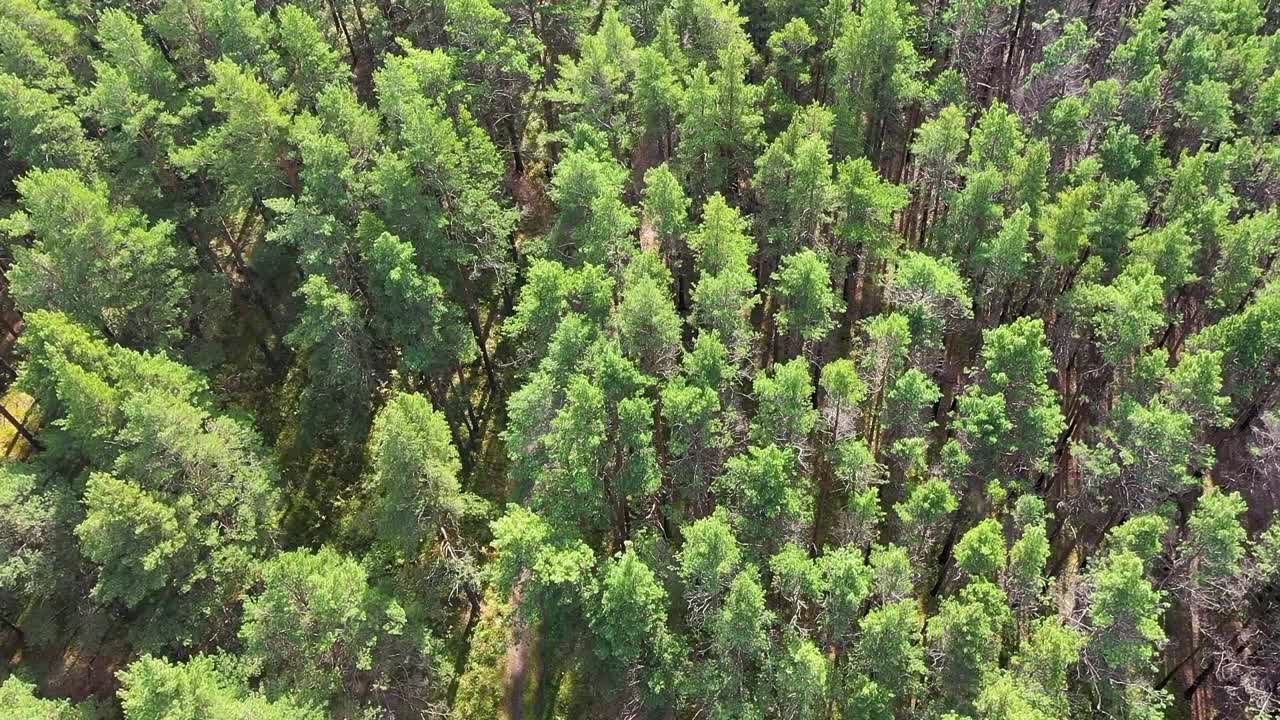 vista aérea de un bosque de pinos