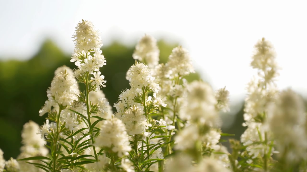 Grappoli illuminati dal sole di piccoli fiori bianchi si muovono leggermente nella brezza tra foglie verdi sottili, inquadrati in una vista ravvicinata con messa a fuoco ridotta, luci soffuse e vegetazione naturale esterna
