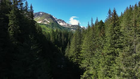 Río-En-Un-Bosque-De-Pinos-Con-Montañas-Nevadas-Durante-El-Verano