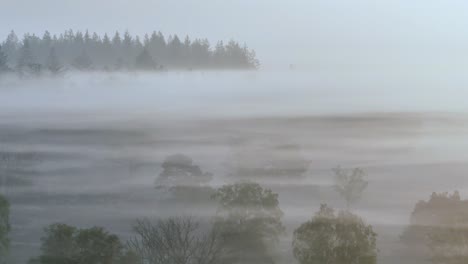 misty forest landscape at sunrise/sunset