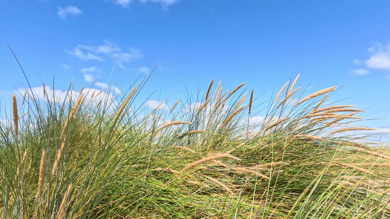 Tall green grass swaying in the wind under a sunny blue sky with scattered clouds