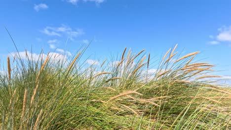 tall green grass swaying in the wind under a sunny blue sky with scattered clouds