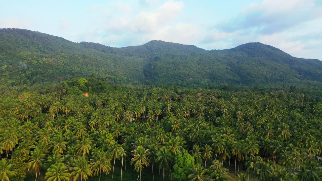 palm plantation on Thailand. Green lush jungle and mountains in the background. aerial panorama