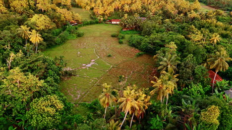 Approaching agricultural field flooded among the tropical forest. Private cottages are among the palm trees. Aerial perspective on the rural area of Sri Lanka, South Asia.