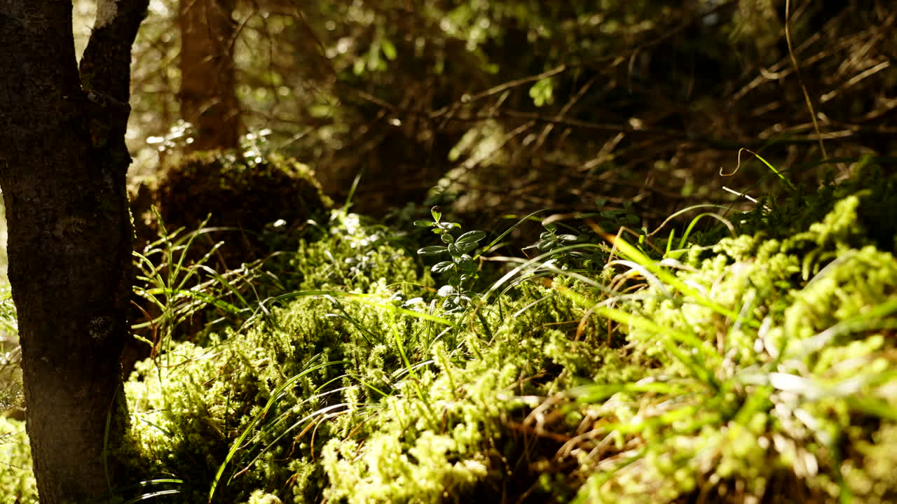 숲 바닥 세부 사항