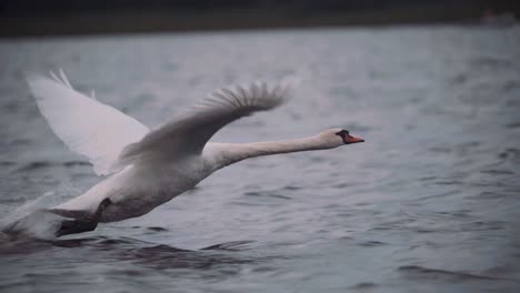 Cisne-Despegando-Para-Volar-Sobre-El-Agua-En-Un-Día-Oscuro-Y-Sombrío-En-Cámara-Lenta