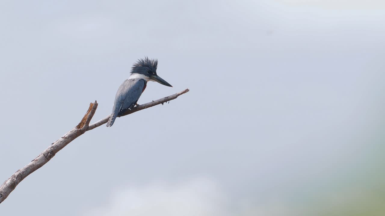 pescador anillado con vistas al río en una rama seca