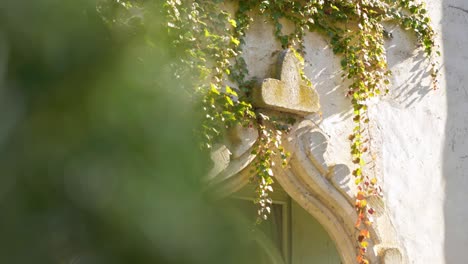 slow motion revealing shot of colorful ivy hanging on the face of a castle in france