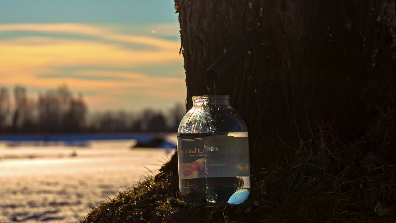 View of maple juice flowing from a tree through a hollow in timelapse on a snow covered landscape
