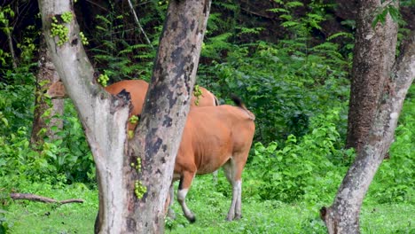 班<unk> (banteng) 或坦巴杜 (tembadau) 是在東南亞發現的野生牛,在某些國家已經滅絕