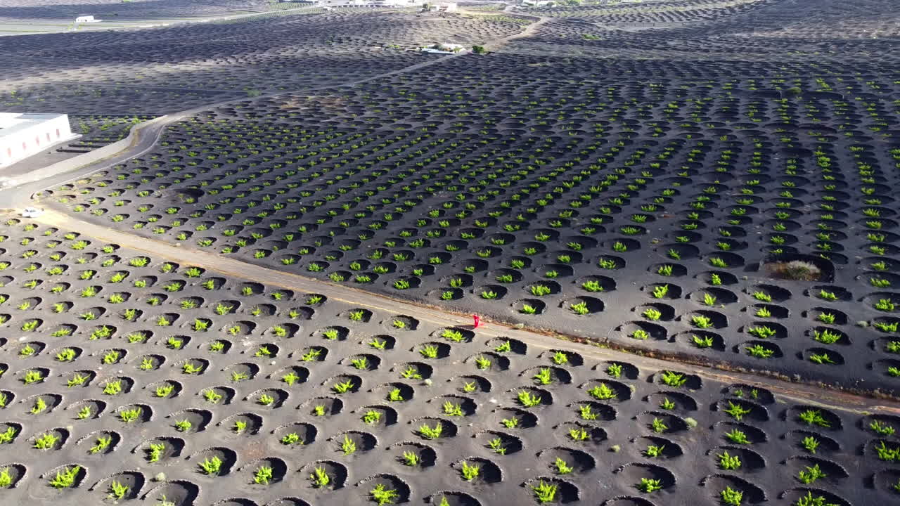 mujer vestida de rojo caminando por un camino en una plantación de viñedos en lanzarote con muchas protecciones circulares de piedra volcánica en el suelo