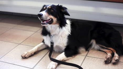 primer ministro doméstico pastoreando perros border collie esperando al dueño en la estación de tren