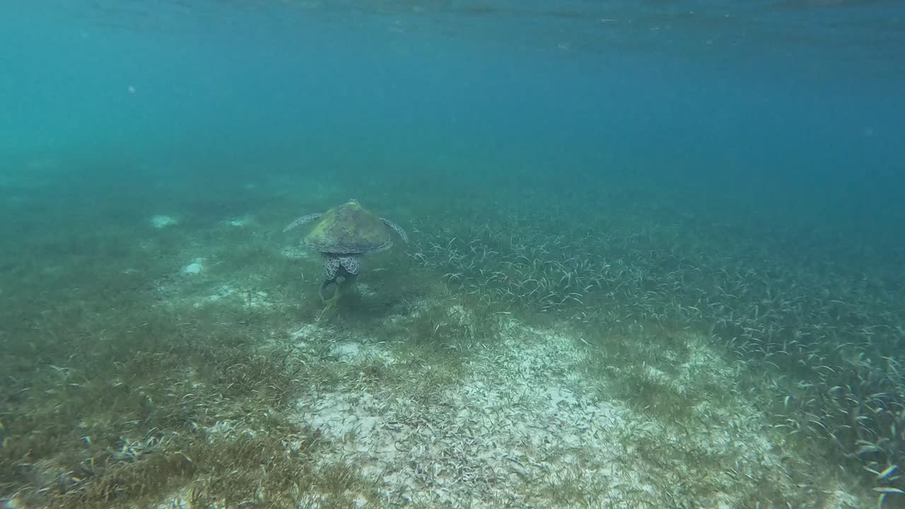 Skildpadde svømmer frit i Caribisk tropisk vand