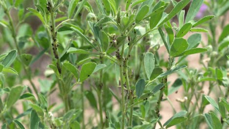 pulgones negros comiendo hojas de alfalfa