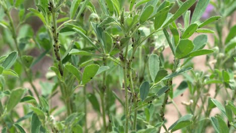 black aphids eating on alfalfa leaves