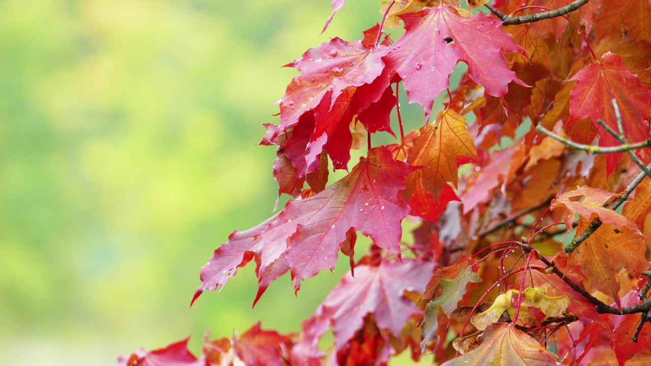 hojas de arce rojo de otoño con follaje verde azulado en el fondo