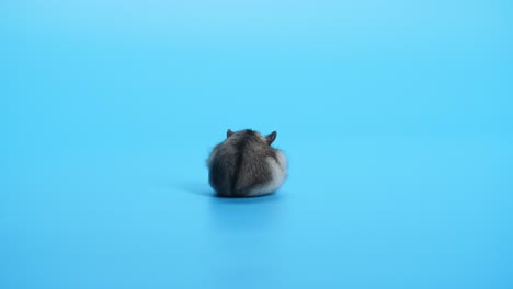 la espalda de un ratón sentado sobre un fondo azul