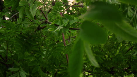 Tree-branches-with-fresh-green-leafs-against-white-cloudy-sky-in-closeup.