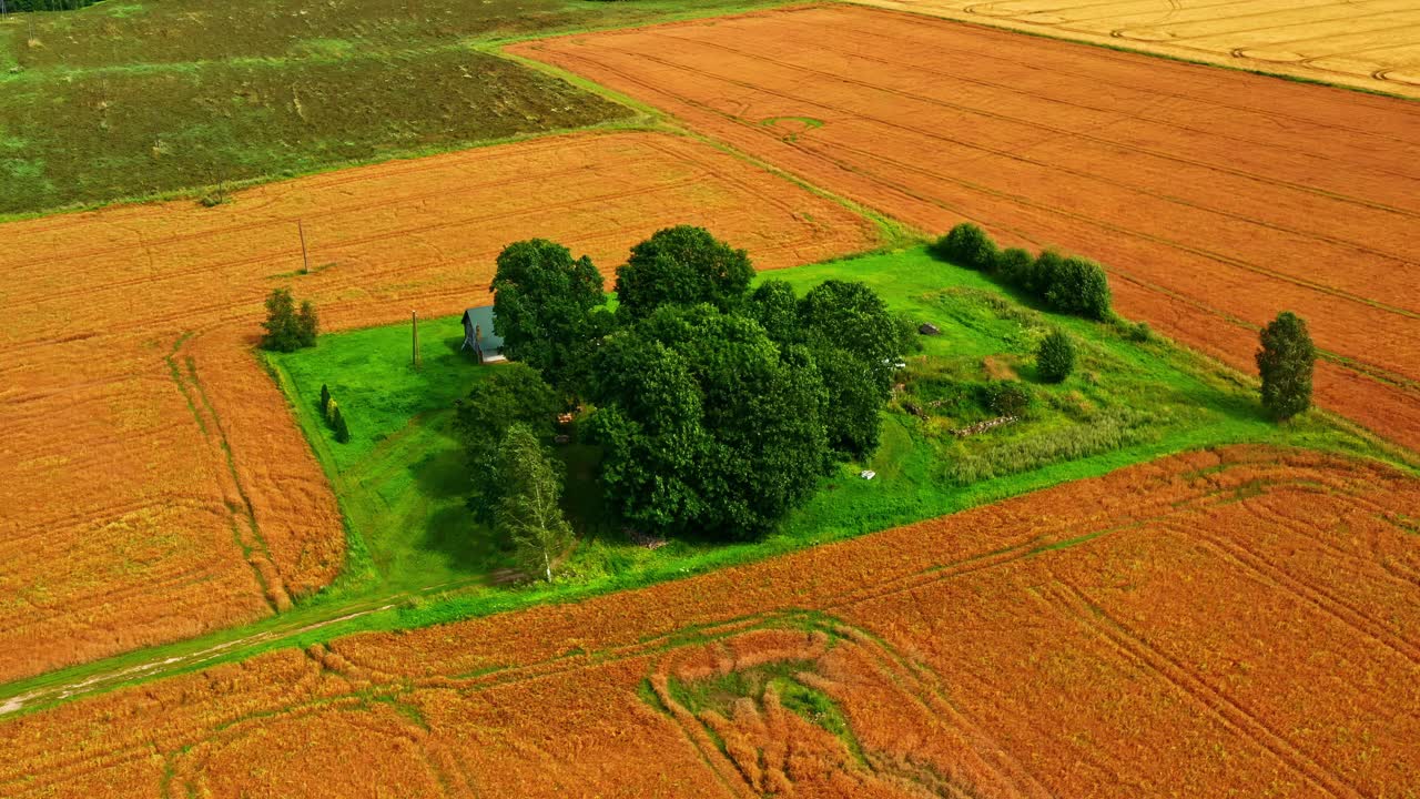 Isolated Farmstead Surrounded by Golden Fields and Trees During Harvest Season