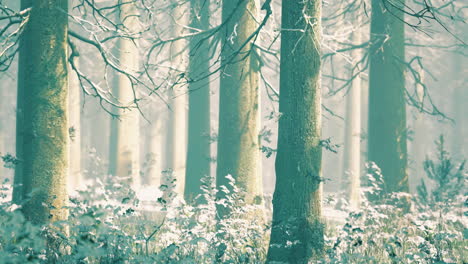 a tranquil forest emerges in winter with tall trees standing majestically