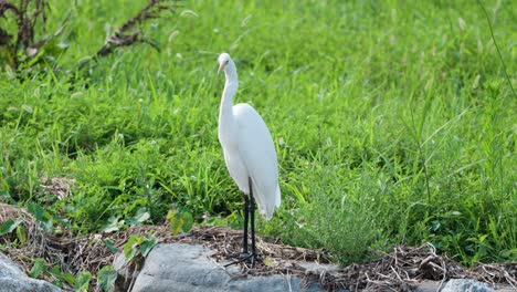 Non-breeding-Eastern-Great-Egret-,-or-Pure-White-Heron-Bird-Standing-on-Rock-Observing-With-Green-Grassy-Field-In-Backdrop