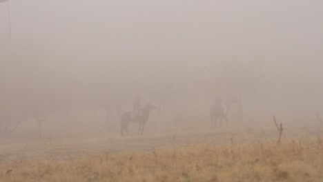 horses in a foggy field