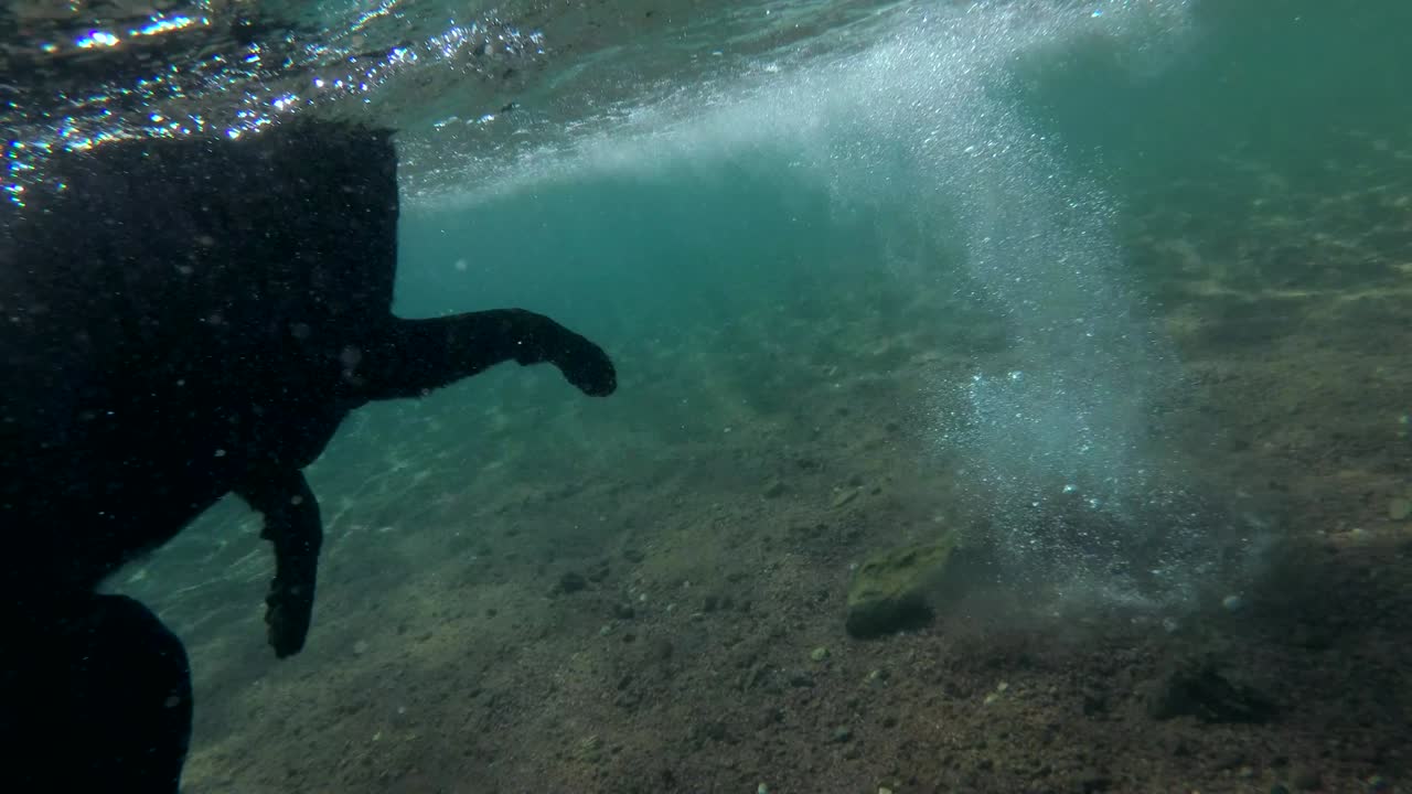 el perro negro nada en la superficie del agua y se sumerge en busca de piedras en el fondo del mar. disparo submarino, 4k-60fps. mar rojo, dahab, egipto