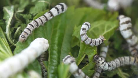 static close up shot of silkworms eating