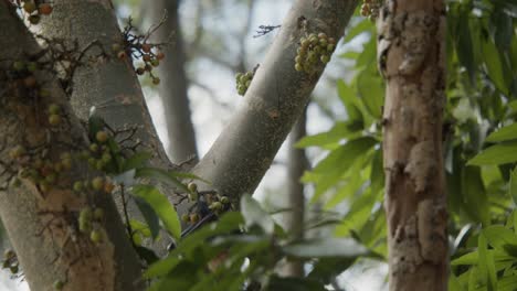 Bat-moving-down-a-branch-crawling,-from-branch-to-branch,-on-fig-gular-tree